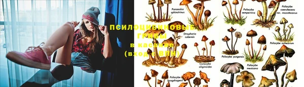мяу мяу мука Алексин